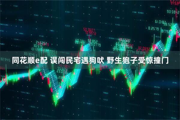 同花顺e配 误闯民宅遇狗吠 野生狍子受惊撞门